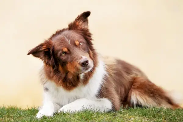 pas border collie leži na otvorenom i naginje glavu