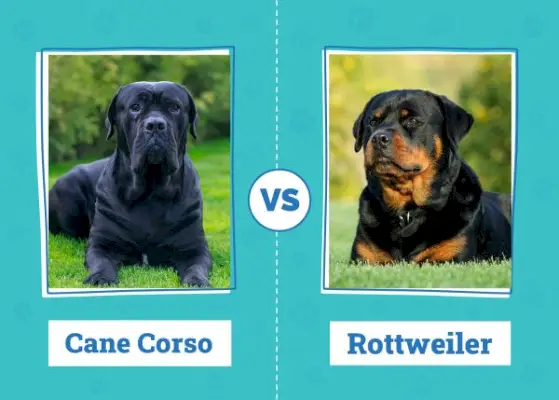 Cane Corso vs Rottweiler: Katerega izbrati? (S slikami)