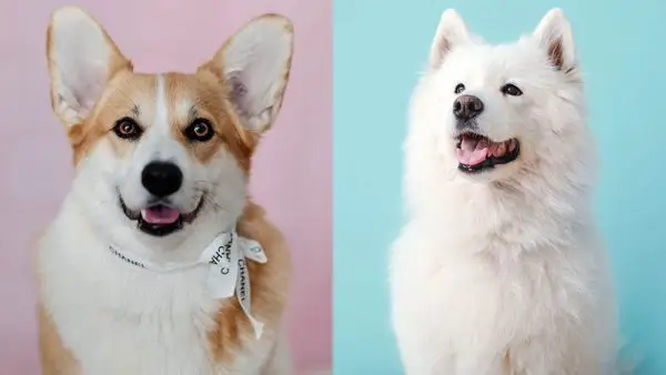 Corgi Samoyed Mix: Obrázky, péče, informace a další