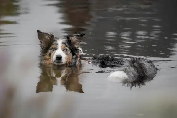 cão pastor australiano nadando em um rio