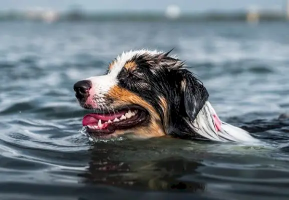 Os pastores australianos gostam de água? Preferências de raça explicadas