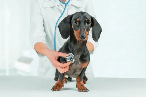dachshund hundsjekk av veterinær