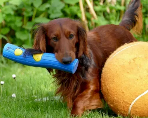 Brune dachser leker med leker