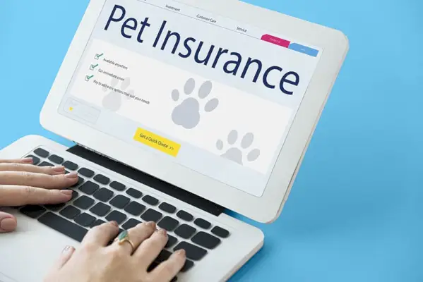 태블릿에 나타난 애완동물 보험 웹사이트
