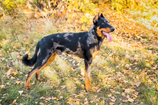 Perro Beauceron parado afuera
