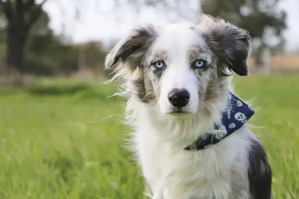 un border collie merle azul con ojos azules