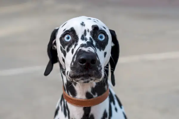 Gracioso perro dálmata con ojos muy abiertos y ojos azules.
