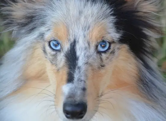 Cerca de un perro pastor Shetland