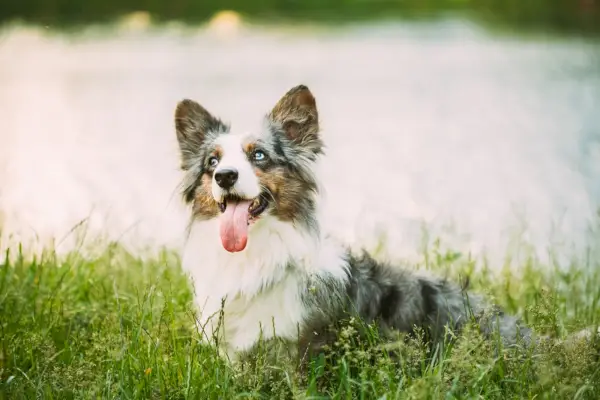 un feliz cárdigan merle azul corgi galés con ojos azules al aire libre