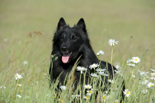 Sheepdog belga Groenendae sdraiato sull'erba