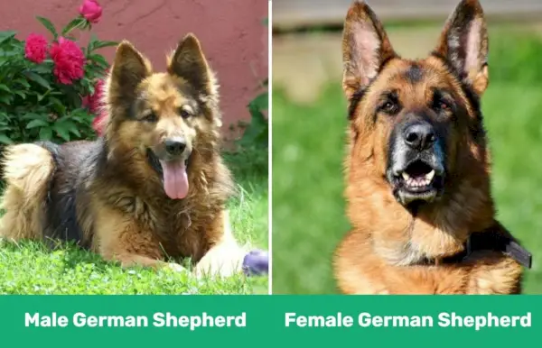 мужјак против женке немачког овчара