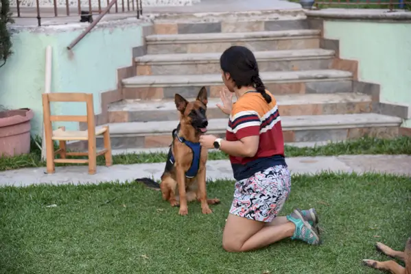 жена обучава немачког овчара да престане