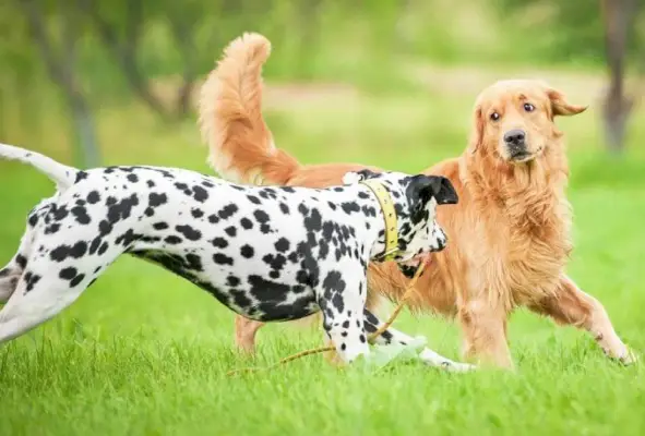 Dalmatiner und Golden Retriever spielen