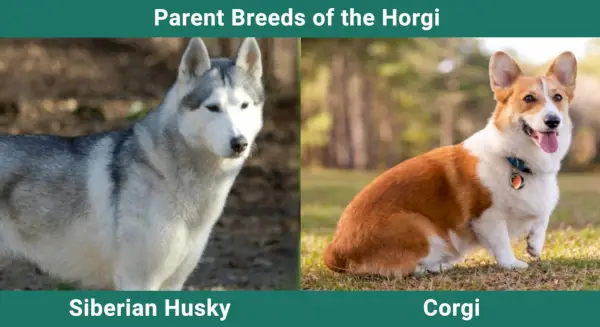 Родителски_породи_Хорги