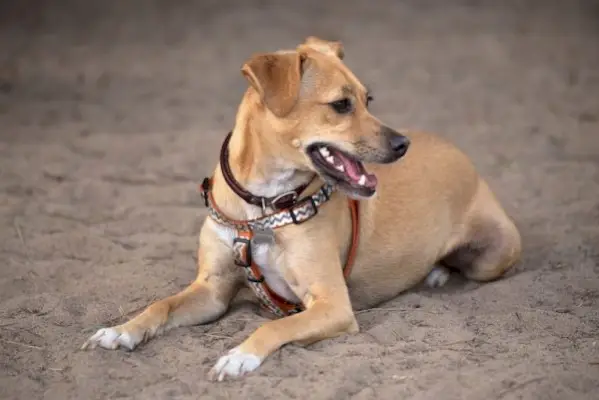 Pasmina pasa talijanski greagle: slike, informacije, njega i više