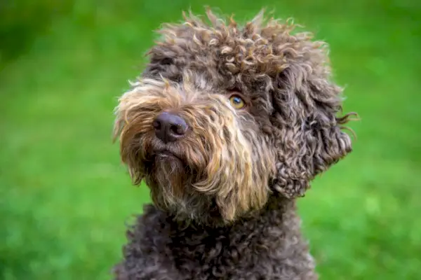 Лаготто-Романьоло