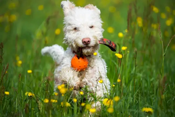 Лаготто Романьоло играет на зеленой траве