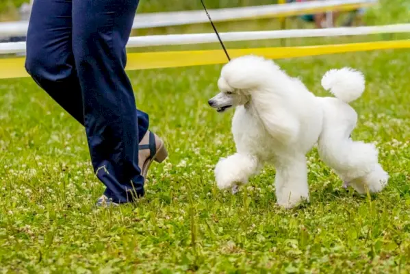 bílý pudl procházky v parku