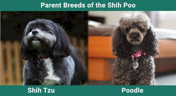 Rodičovské plemená Shih-Poo