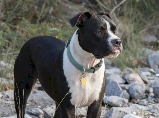 Valley Bulldog: Info, billeder, fakta og træk