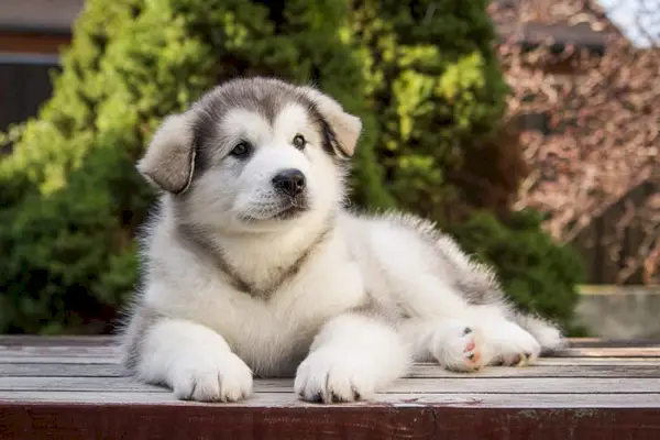 Alaskan Malamute: informații, imagini, fapte și istorie