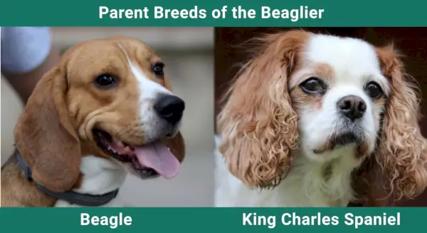 Padres_razas_Beaglier