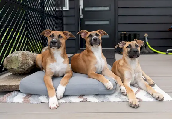 drie jonge Black Mouth Cur-honden