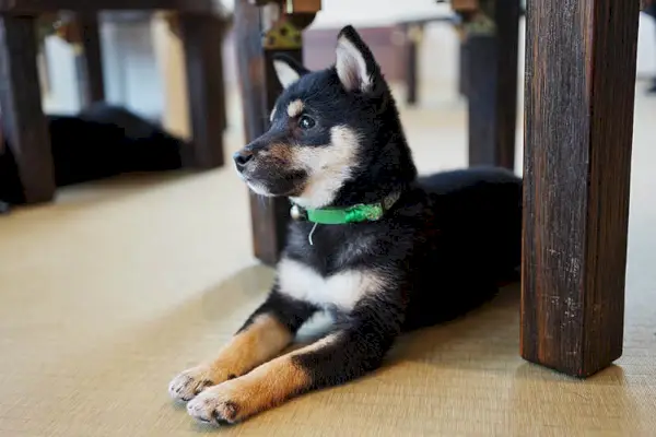 椅子の下にいる黒と黄褐色のミニ柴犬