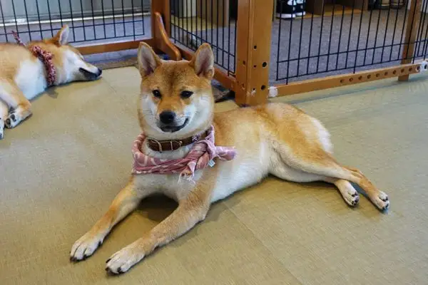 Mini (Mame) Shiba Inu: Bilder, Pflege, Infos & mehr