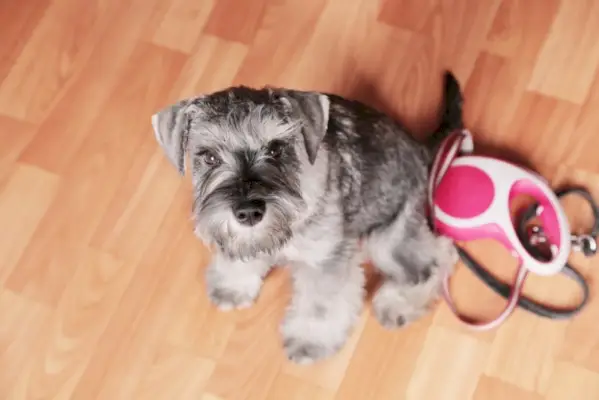 schnauzerhvalp med optrækkelig snor, der venter på at gå