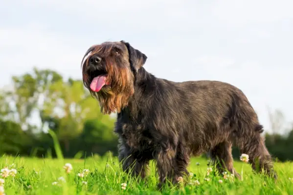 standard schnauzer på engen