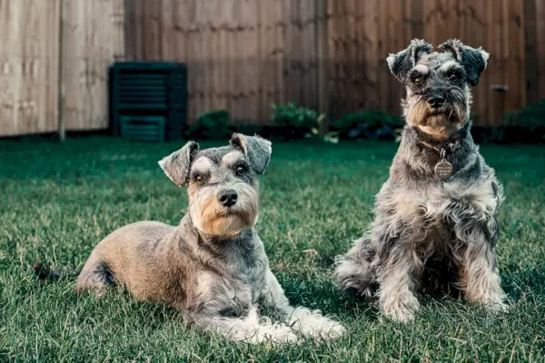 To Standard Schnauzer