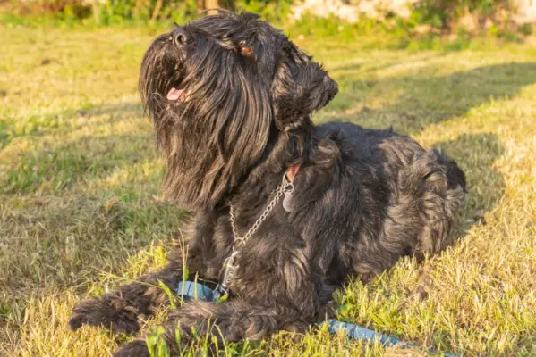 standard schnauzer hund liggende på græs
