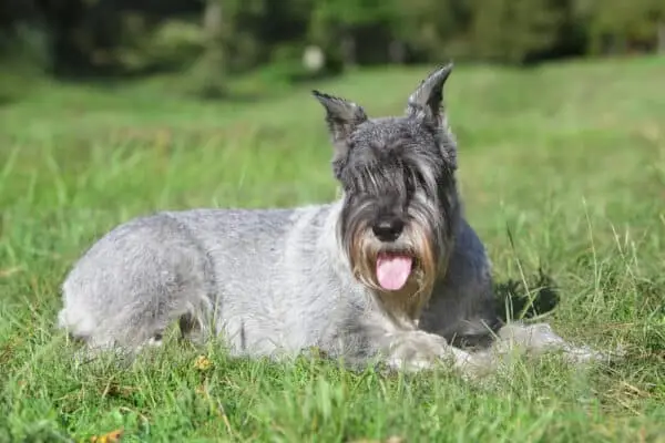 Standard Schnauzer: Rasinformation, bilder, egenskaper och skötsel