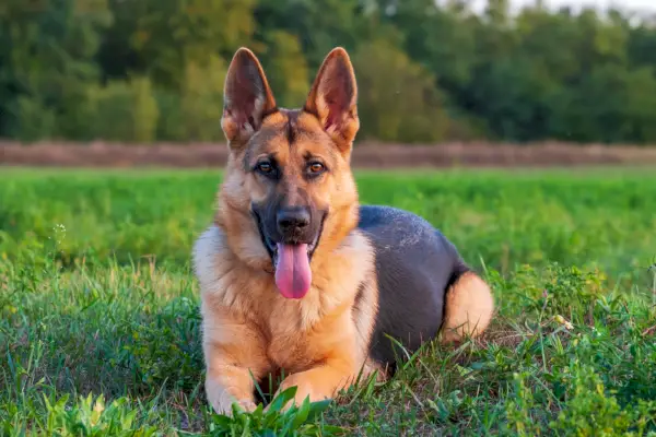 немска овчарка