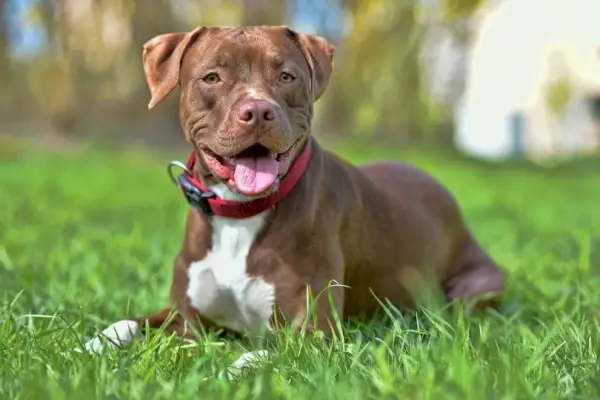 pitbull che indossa il collare rosso