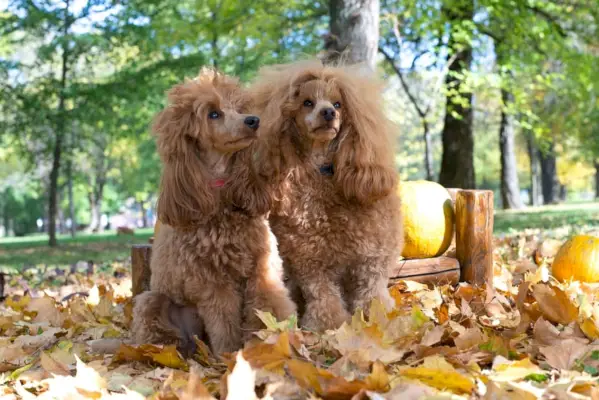 Portret twee Mooie kleine speelgoed-abrikoospoedel buiten in het herfstblad