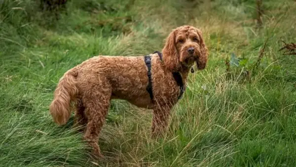 rød cockapoo hund stående