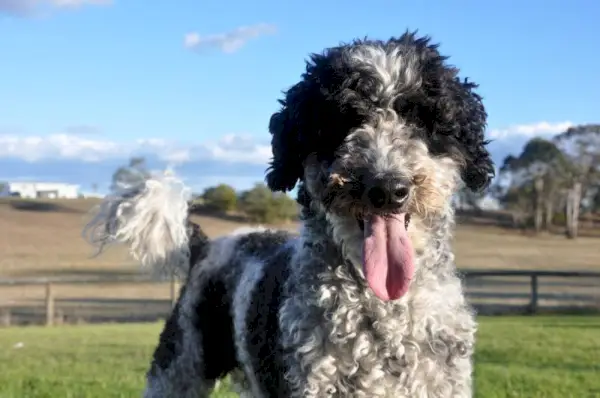 Крупным планом черно-белая собака Шнудл