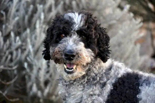 портретная ориентация собаки Шнудл