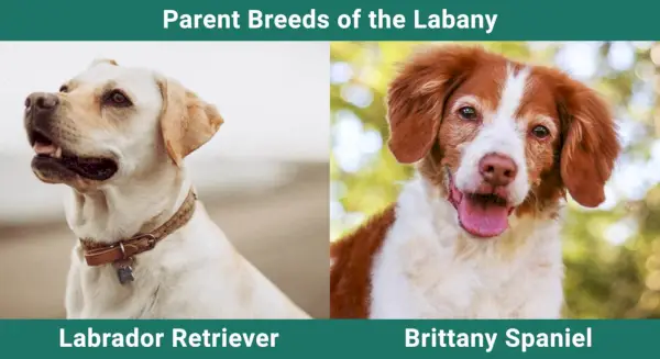 Parent_breeds_Labany