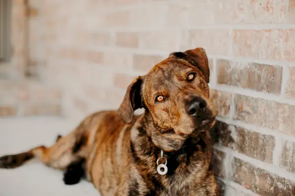 Brindle Mutt Mountain Cur na ozadju opeke