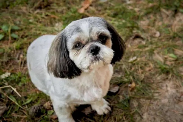 shih tzu med valpekutt