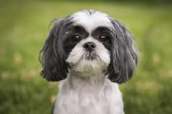 shih tzu ansikt