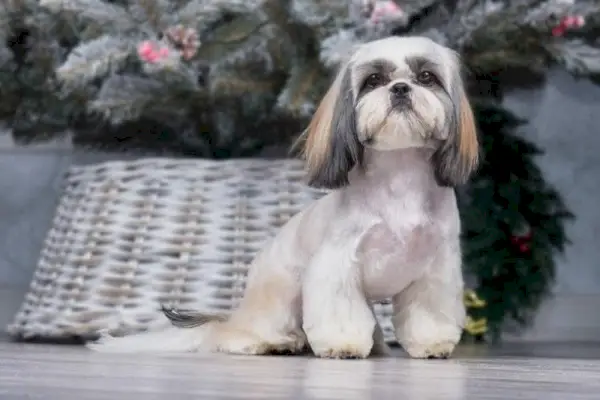 shih tzu med kjeglepoter
