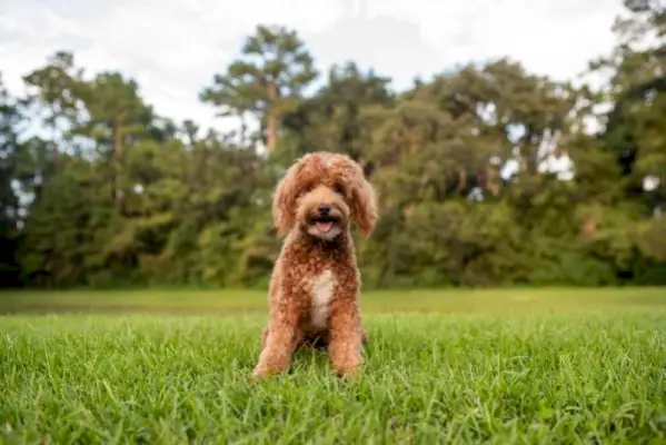 9 Mini Goldendoodle Klady a zápory: Zváženie pred tým, ako si ho prinesiete domov