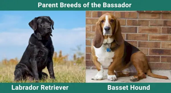 Parent_breeds_Bassador
