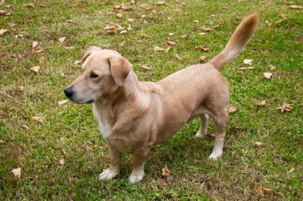 Fred, majestatyczny bassador