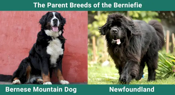 Berniefie (Bernese Mountain Dog Newfoundland Mix): Imatges, guia, informació i cura