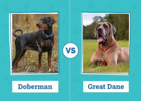 Doberman vs Great Dane: Key Differences (Med bilder)
